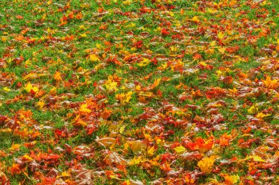 Maintaining Landscape During Fall